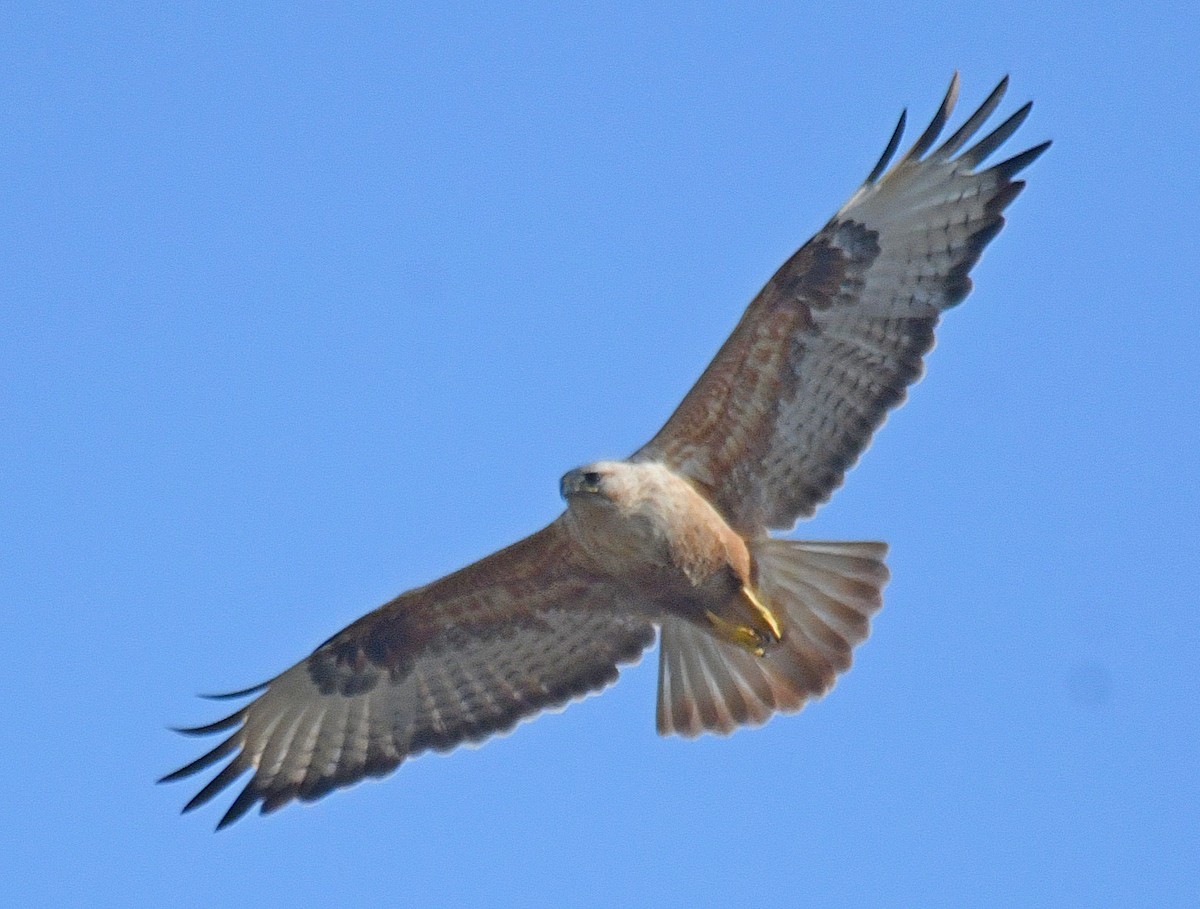 Long-legged Buzzard - ML101801811