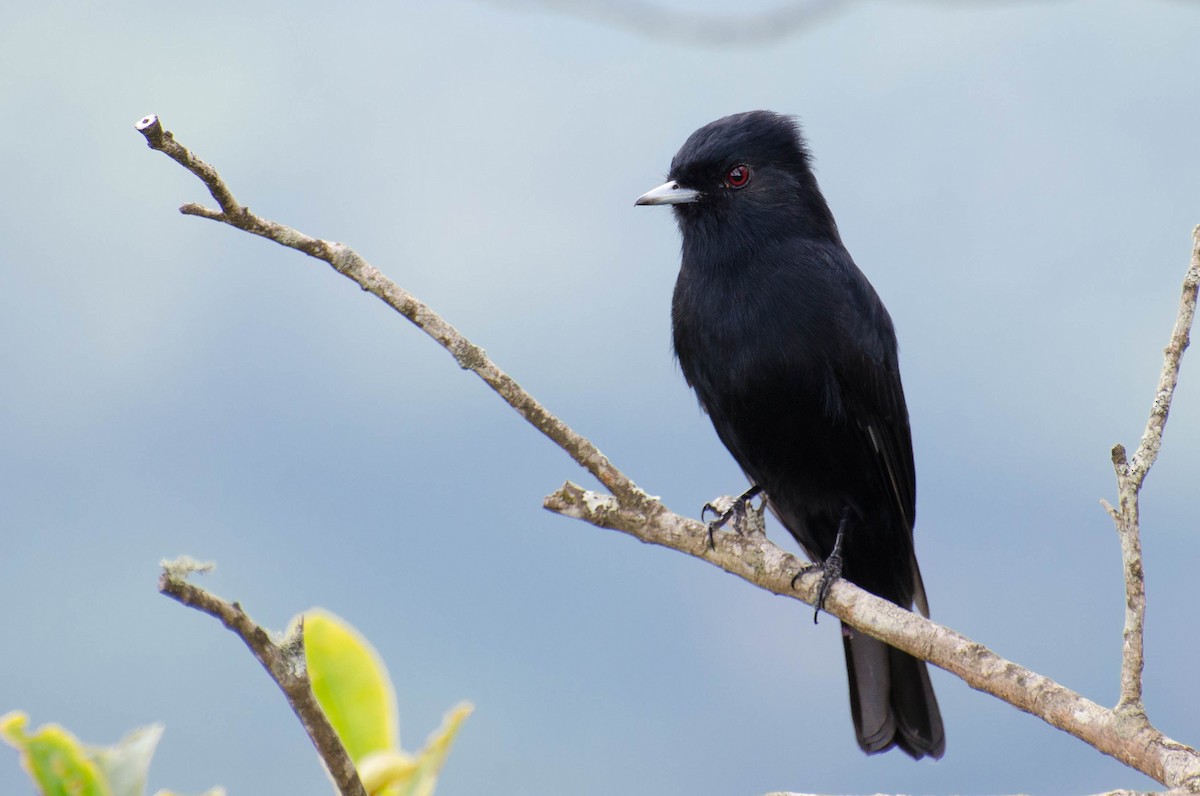 Velvety Black-Tyrant - Marcos Eugênio Birding Guide