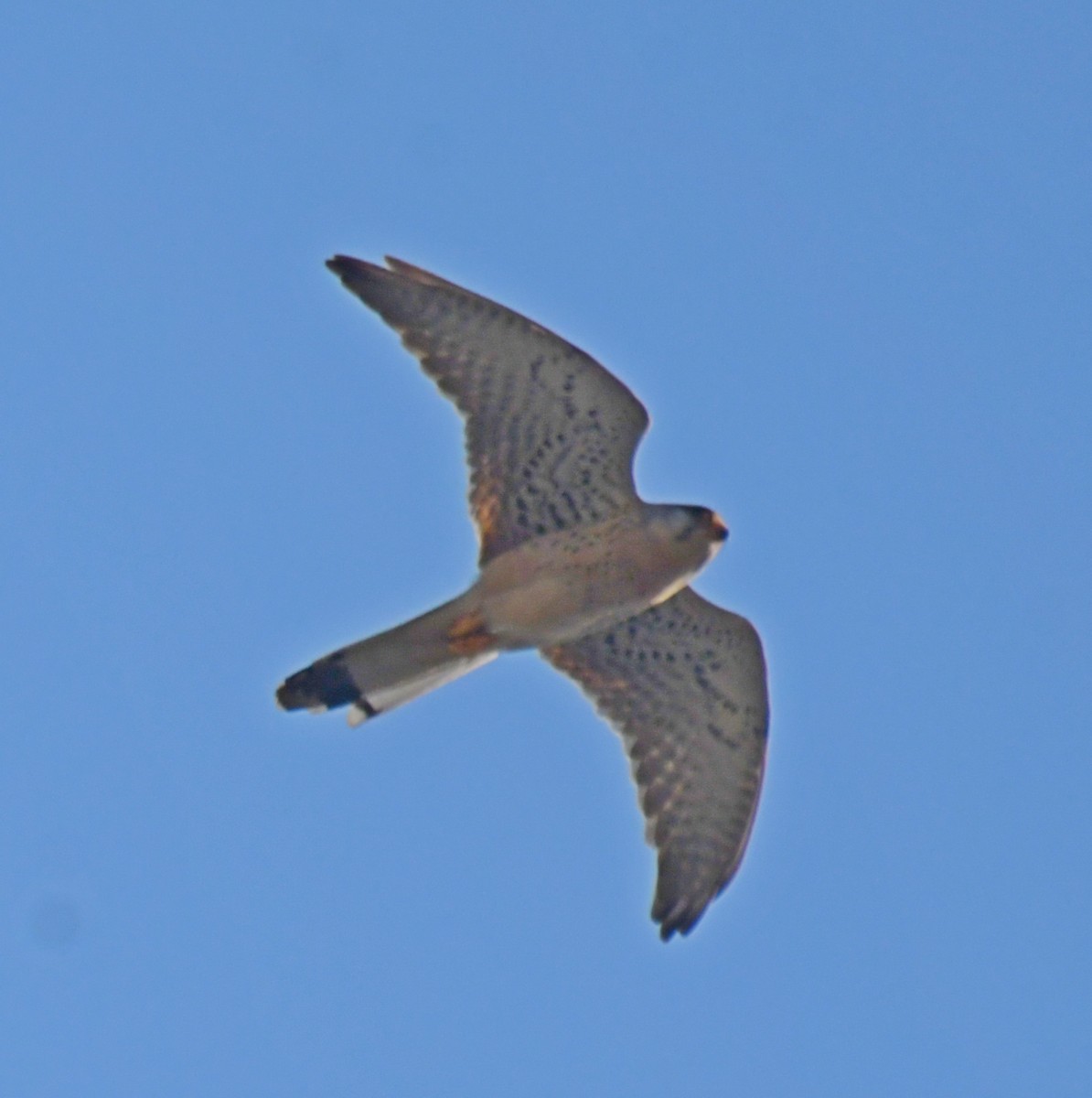 Eurasian Kestrel - ML101801981