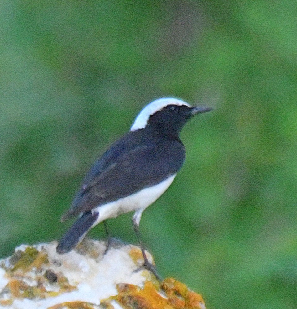 Pied Wheatear - ML101802081