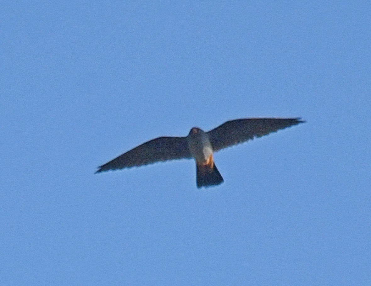 Red-footed Falcon - ML101802171