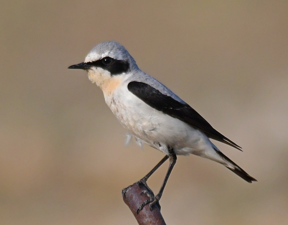 Northern Wheatear - ML101802401