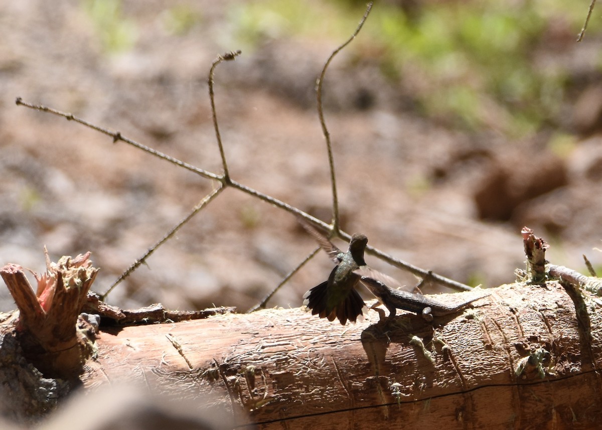 Trochilidae sp. - ML101803201