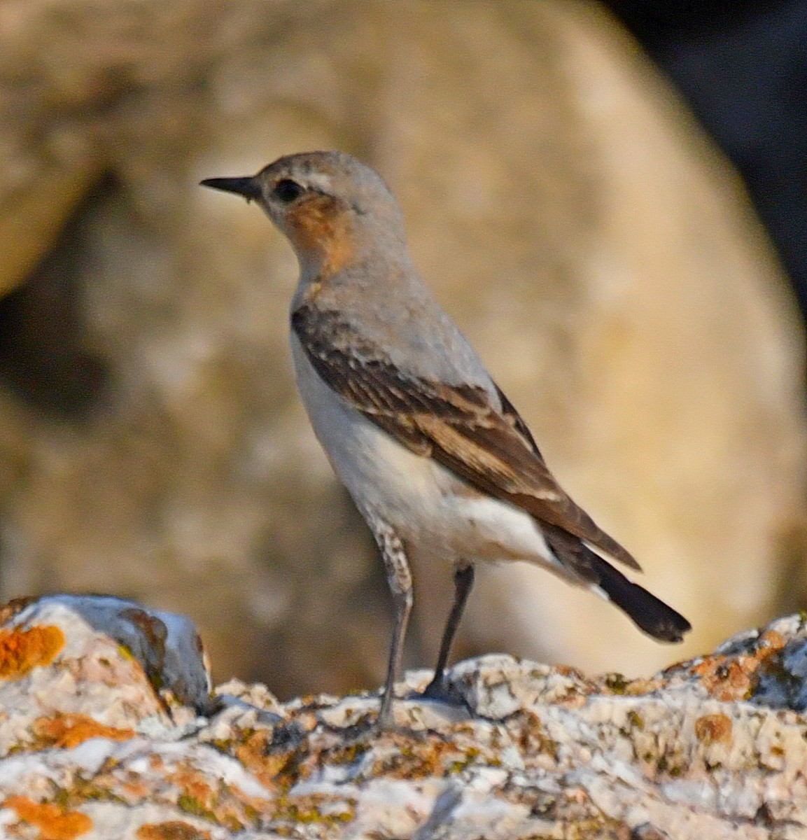 Northern Wheatear - ML101804641