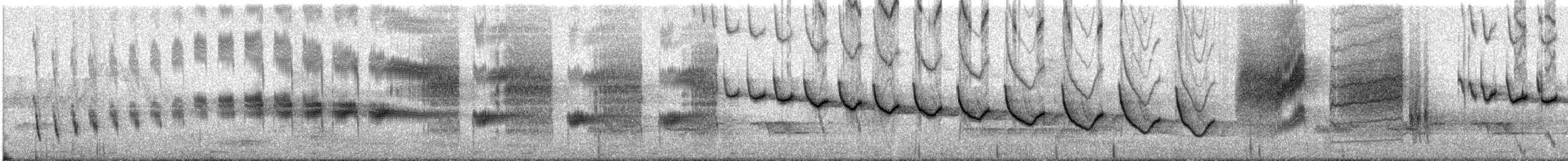 Canyon Wren - ML101805481