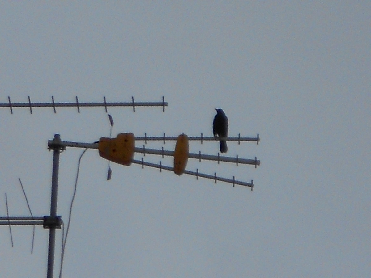 Eurasian Blackbird - ML101805741