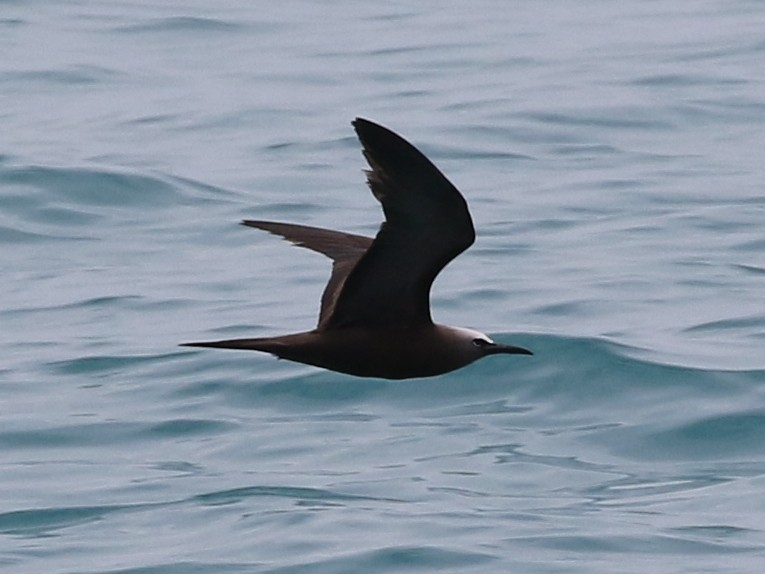 Brown Noddy - Steve Calver