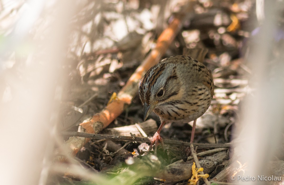 Lincoln's Sparrow - ML101806671