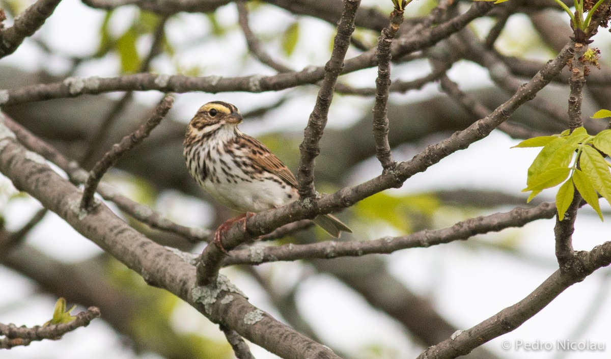 Savannah Sparrow - ML101806931