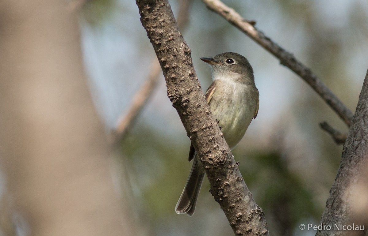 Least Flycatcher - ML101806951