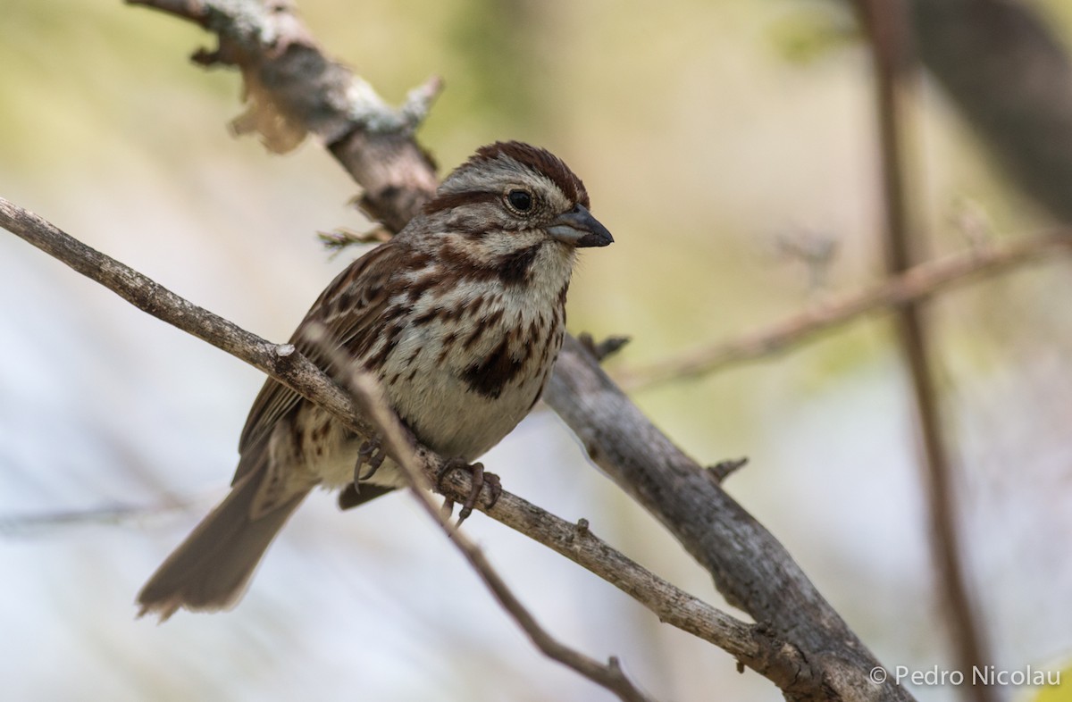 Song Sparrow - ML101807061