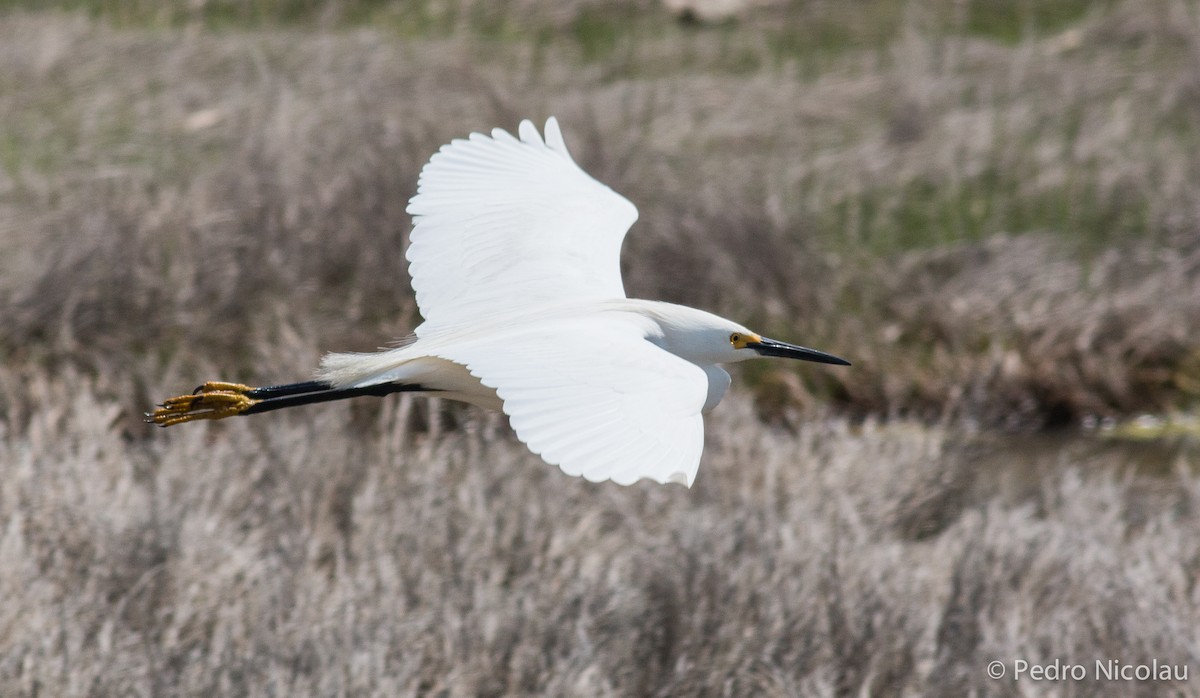 Snowy Egret - ML101807321