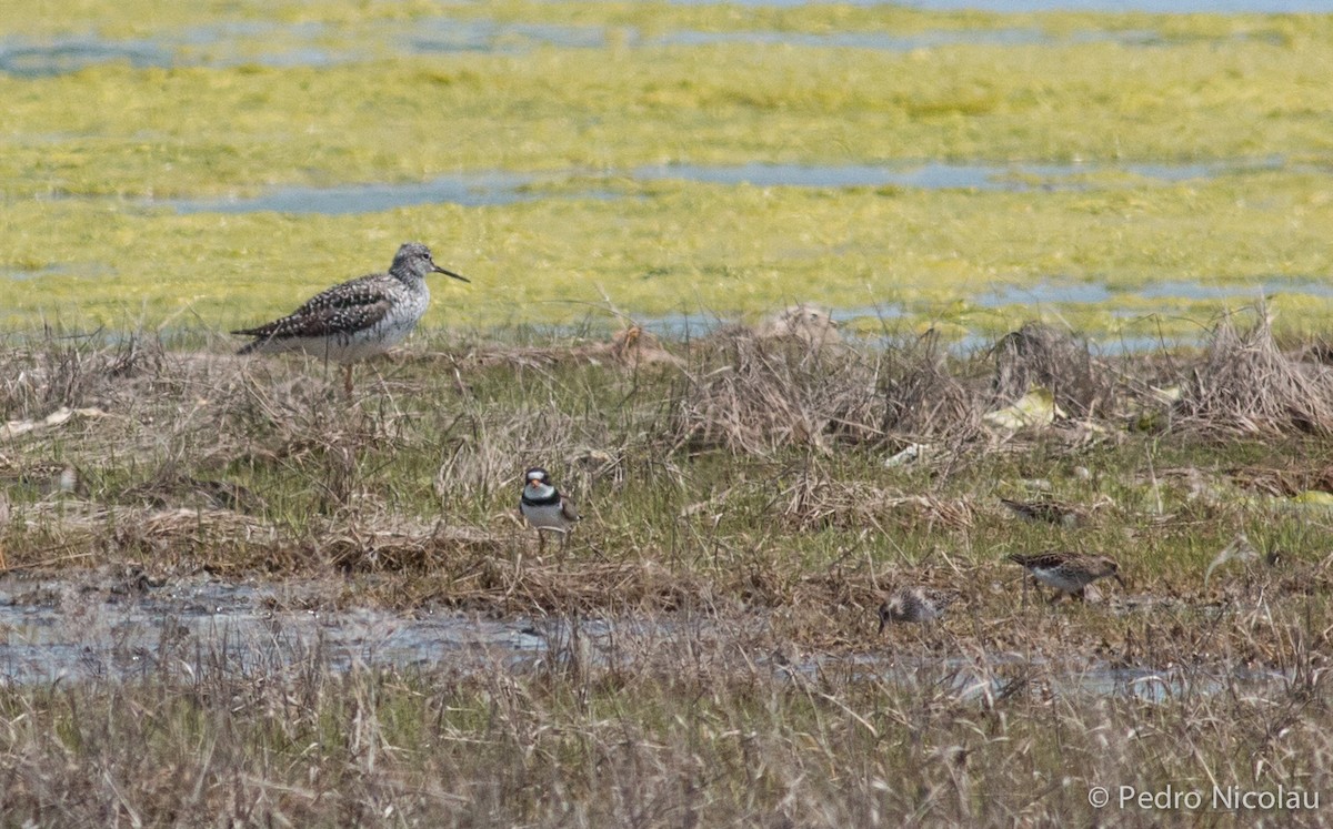 Lesser Yellowlegs - ML101807361