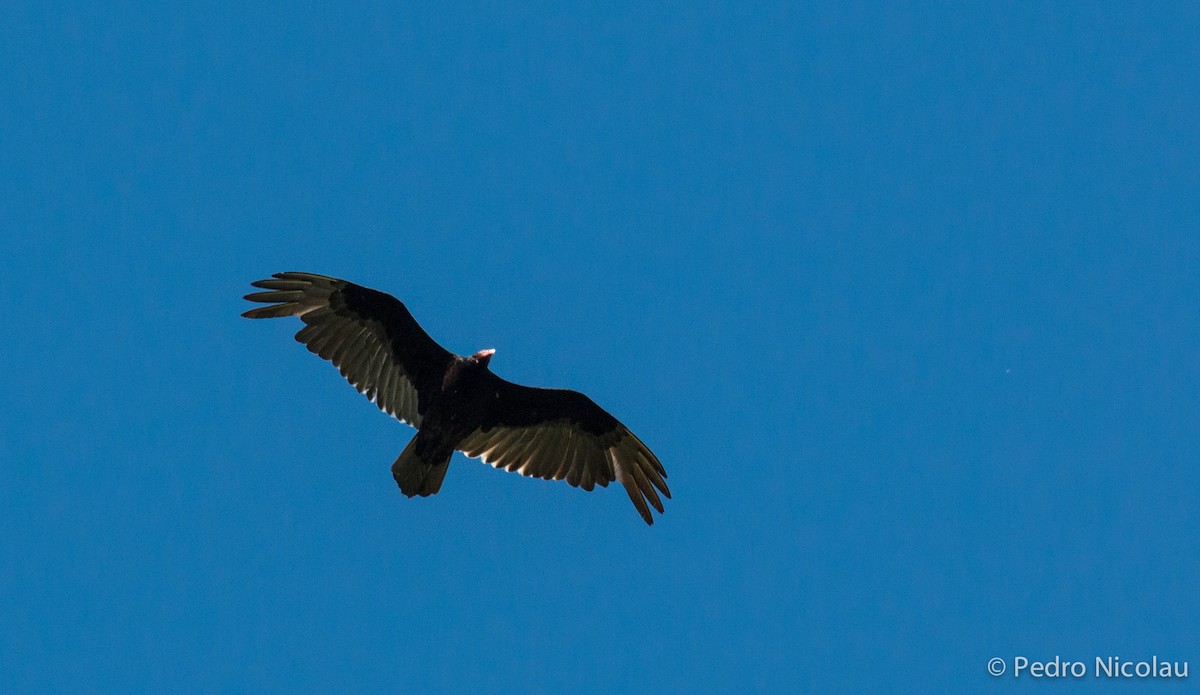 Turkey Vulture - ML101808341