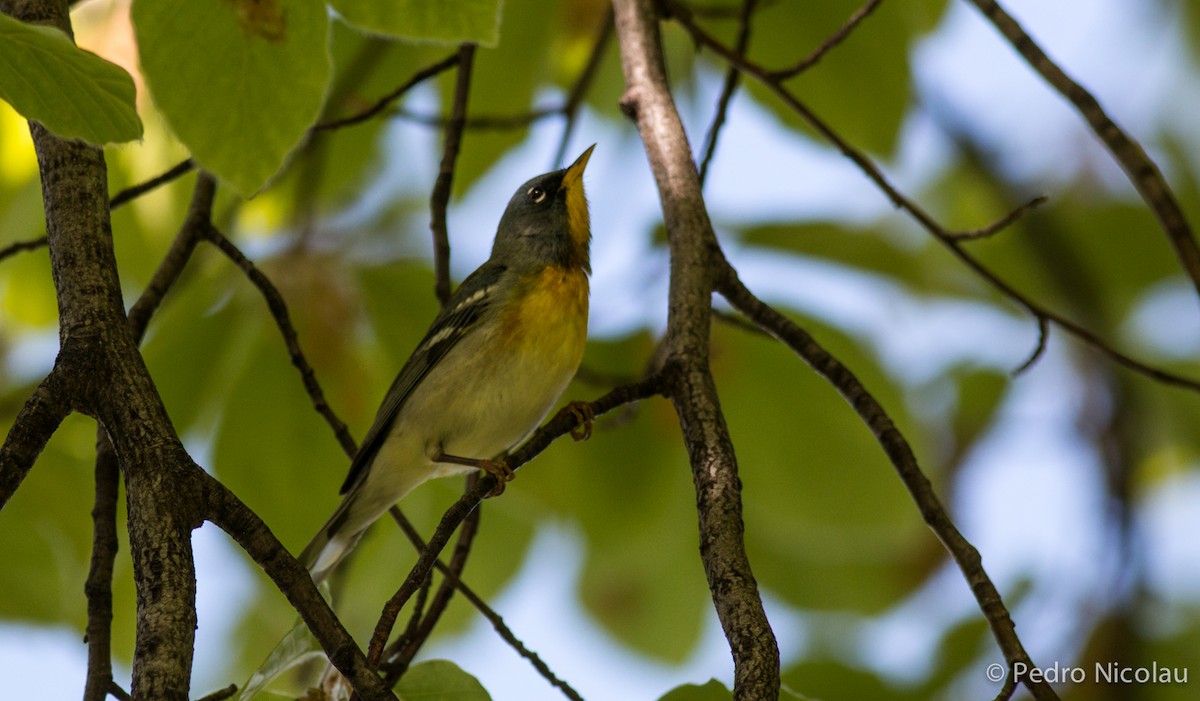 Northern Parula - ML101810161