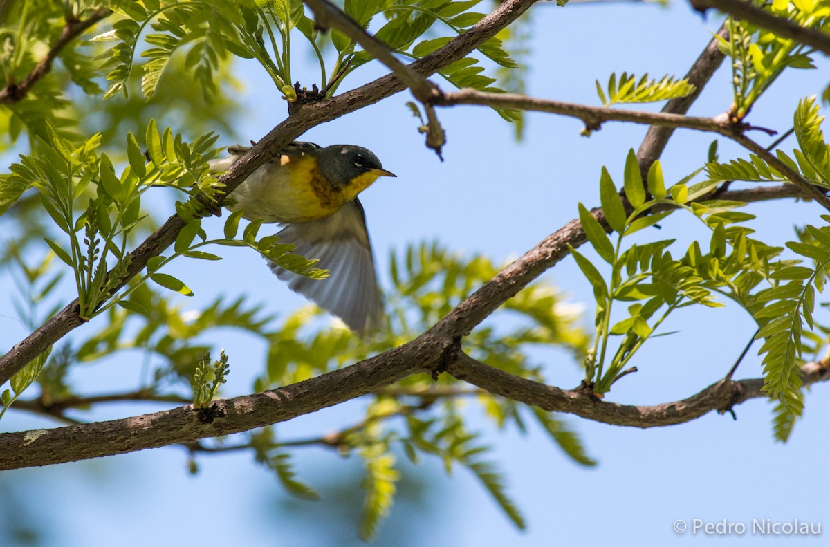 Northern Parula - ML101810501