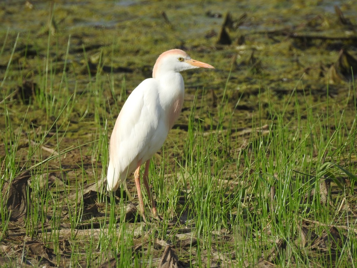 Western Cattle Egret - ML101811641