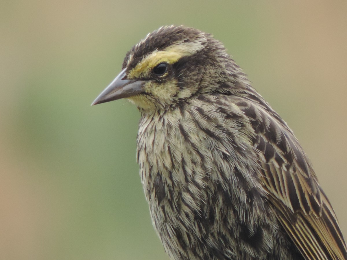 Yellow-winged Blackbird - ML101811731