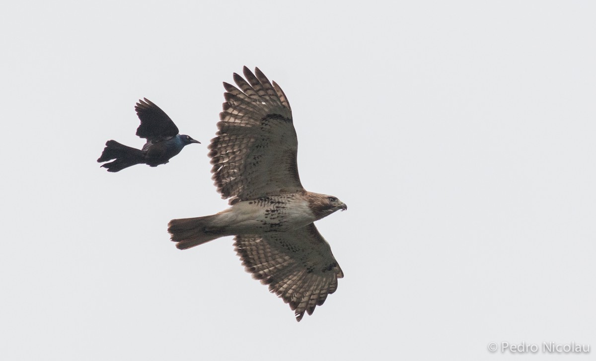 Red-tailed Hawk - Pedro Nicolau