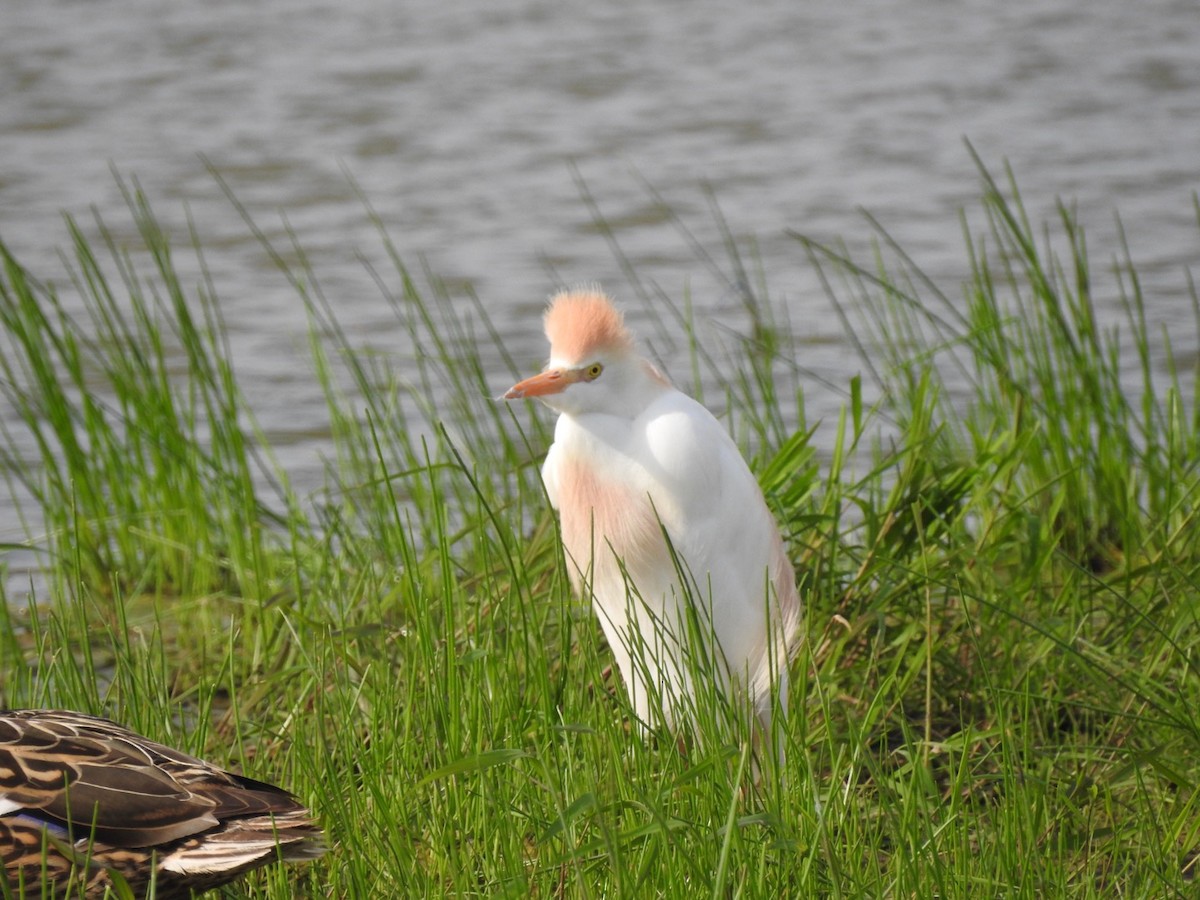 Western Cattle Egret - Sean Verkamp