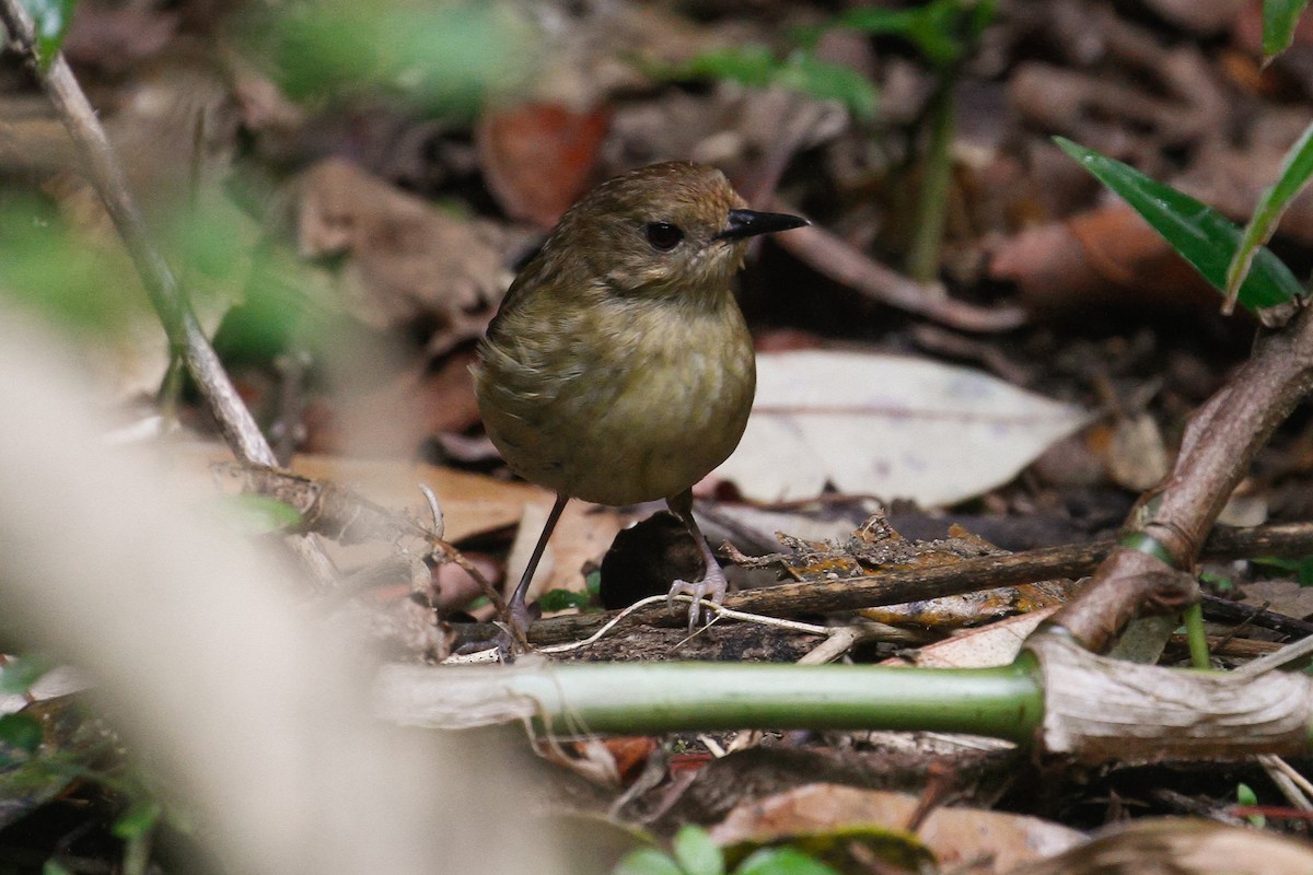 Atherton Scrubwren - James Kennerley