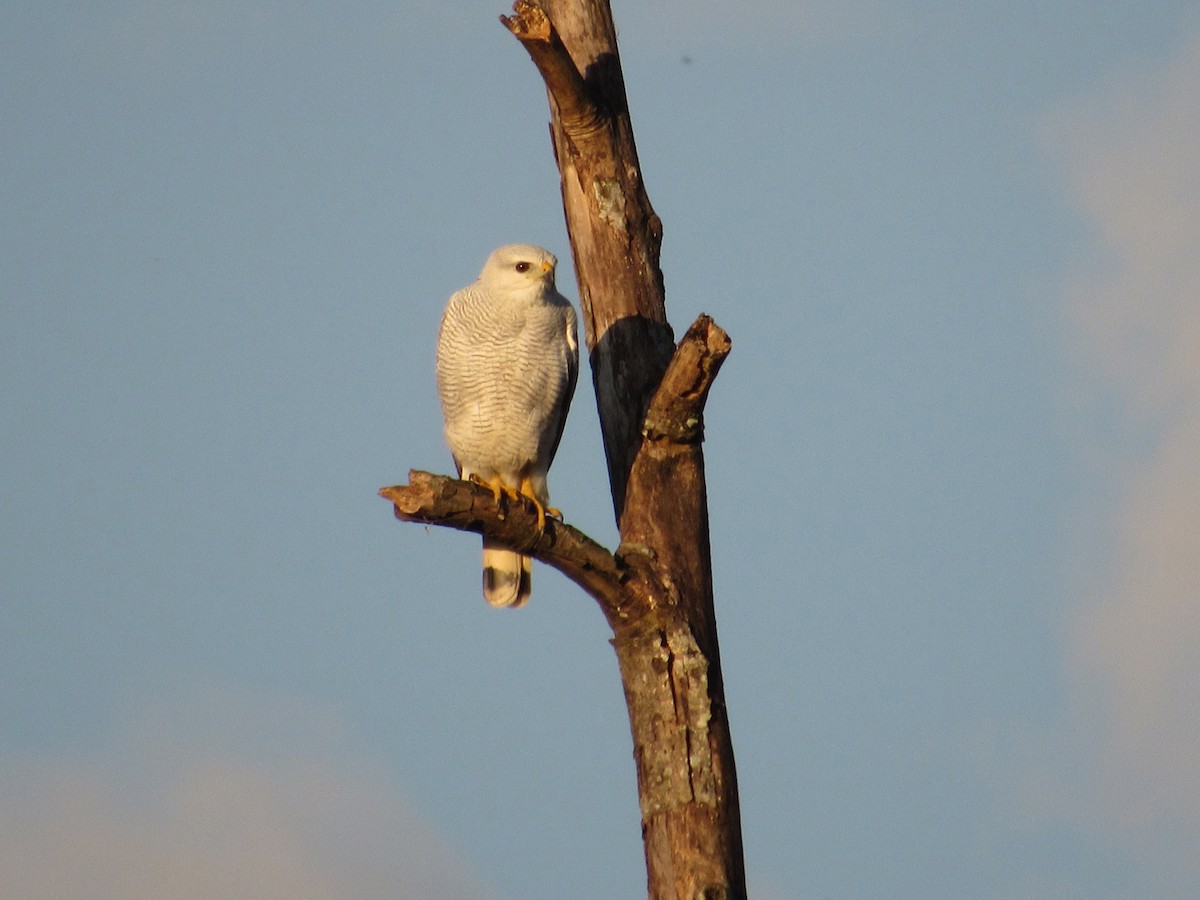 Gray-lined Hawk - samuel olivieri bornand