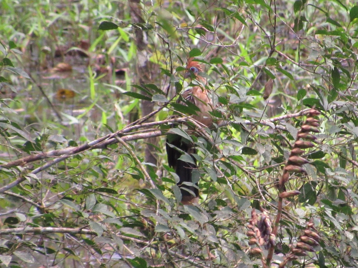 Hoatzin - samuel olivieri bornand