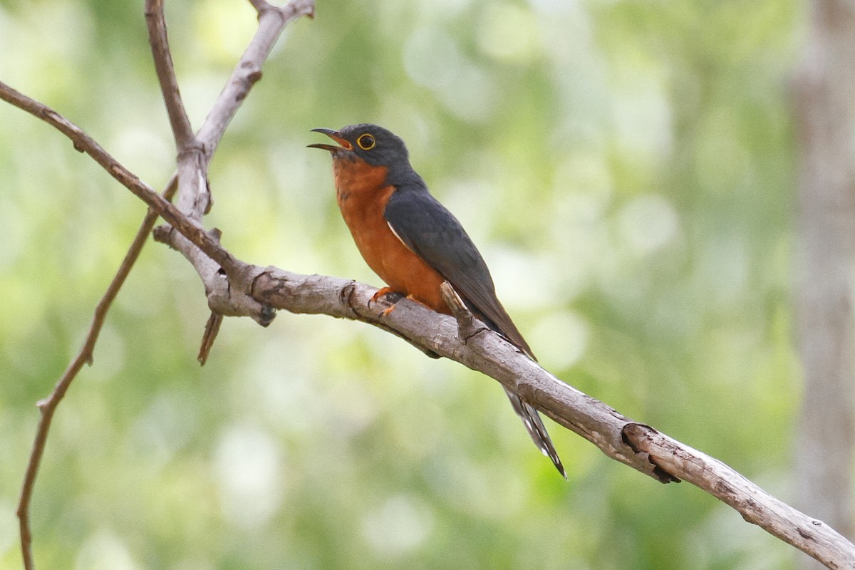 Chestnut-breasted Cuckoo - James Kennerley