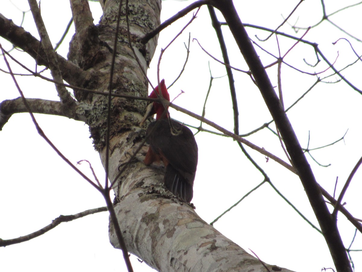 Red-necked Woodpecker - ML101817851