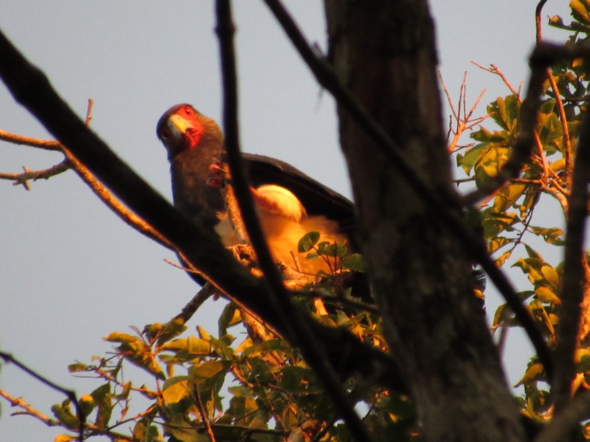 Red-throated Caracara - ML101818021