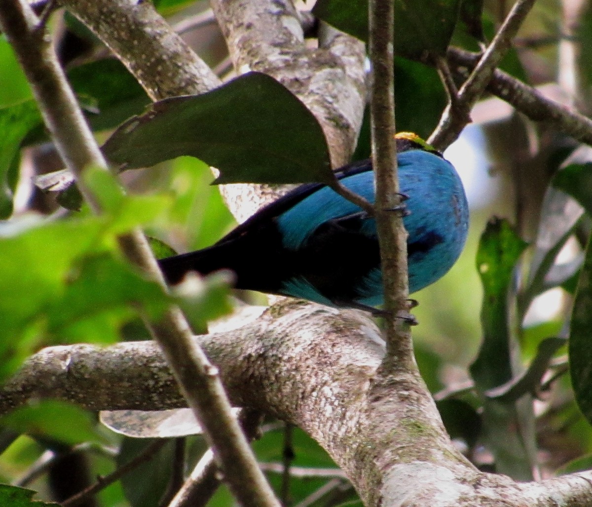 Paradise Tanager - ML101818801