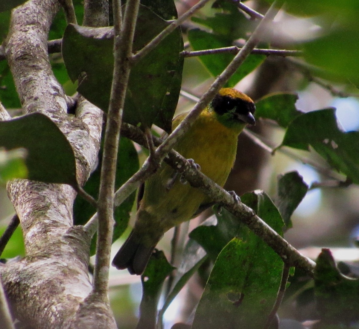 Green-and-gold Tanager - ML101818891