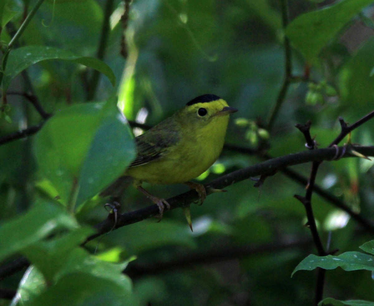 Mönchswaldsänger - ML101819081