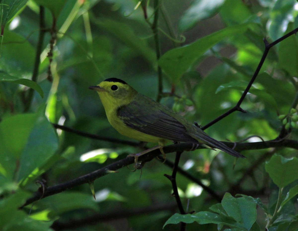 Mönchswaldsänger - ML101819141