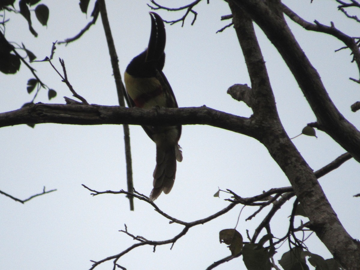 Chestnut-eared Aracari - ML101819511