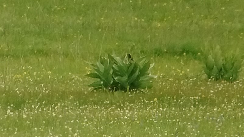 bobolink americký - ML101820881