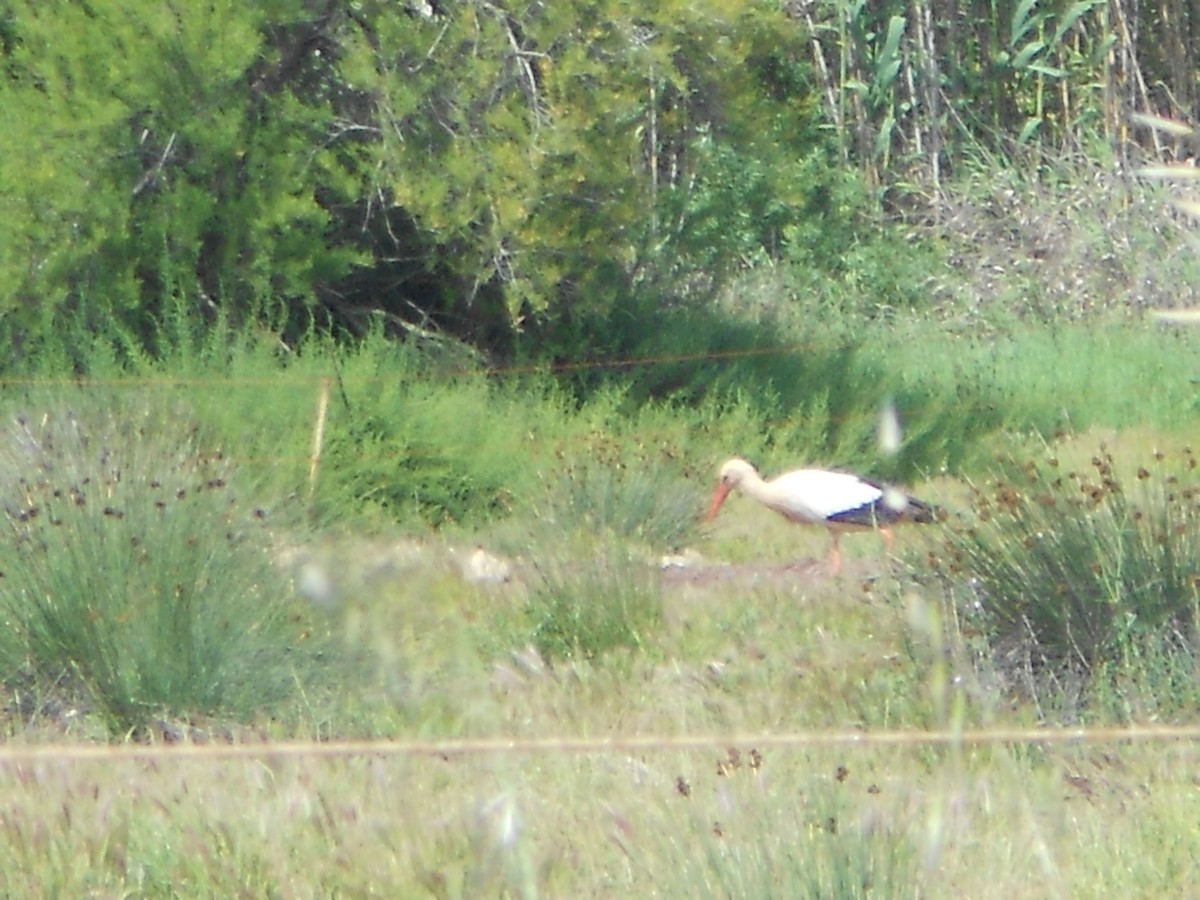 White Stork - Nelson Conceição