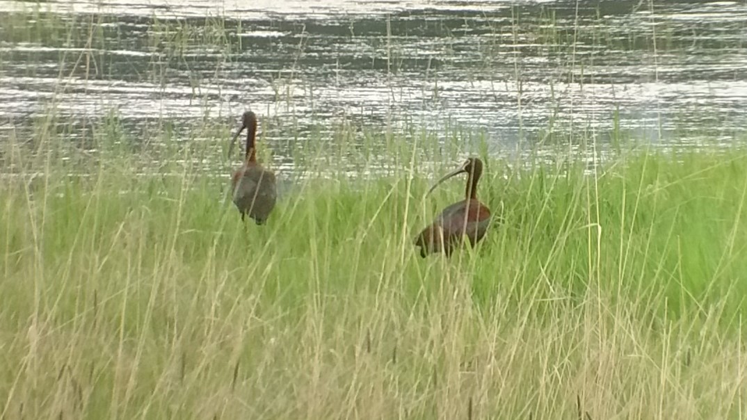 White-faced Ibis - Matt Dresser