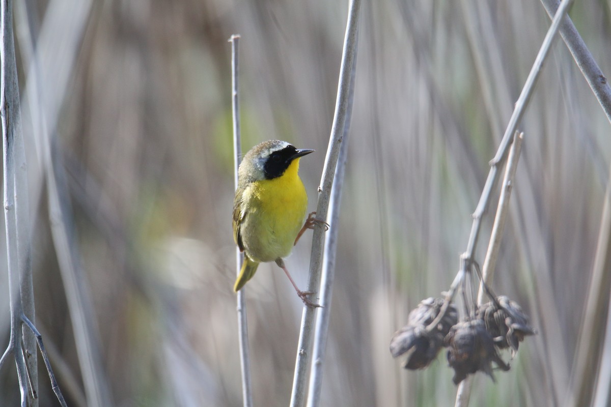 Common Yellowthroat - Gustino Lanese