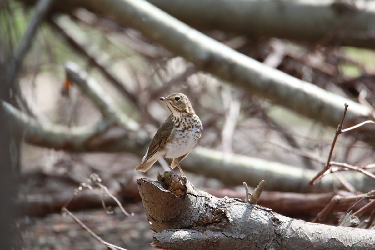 Swainson's Thrush - Gustino Lanese