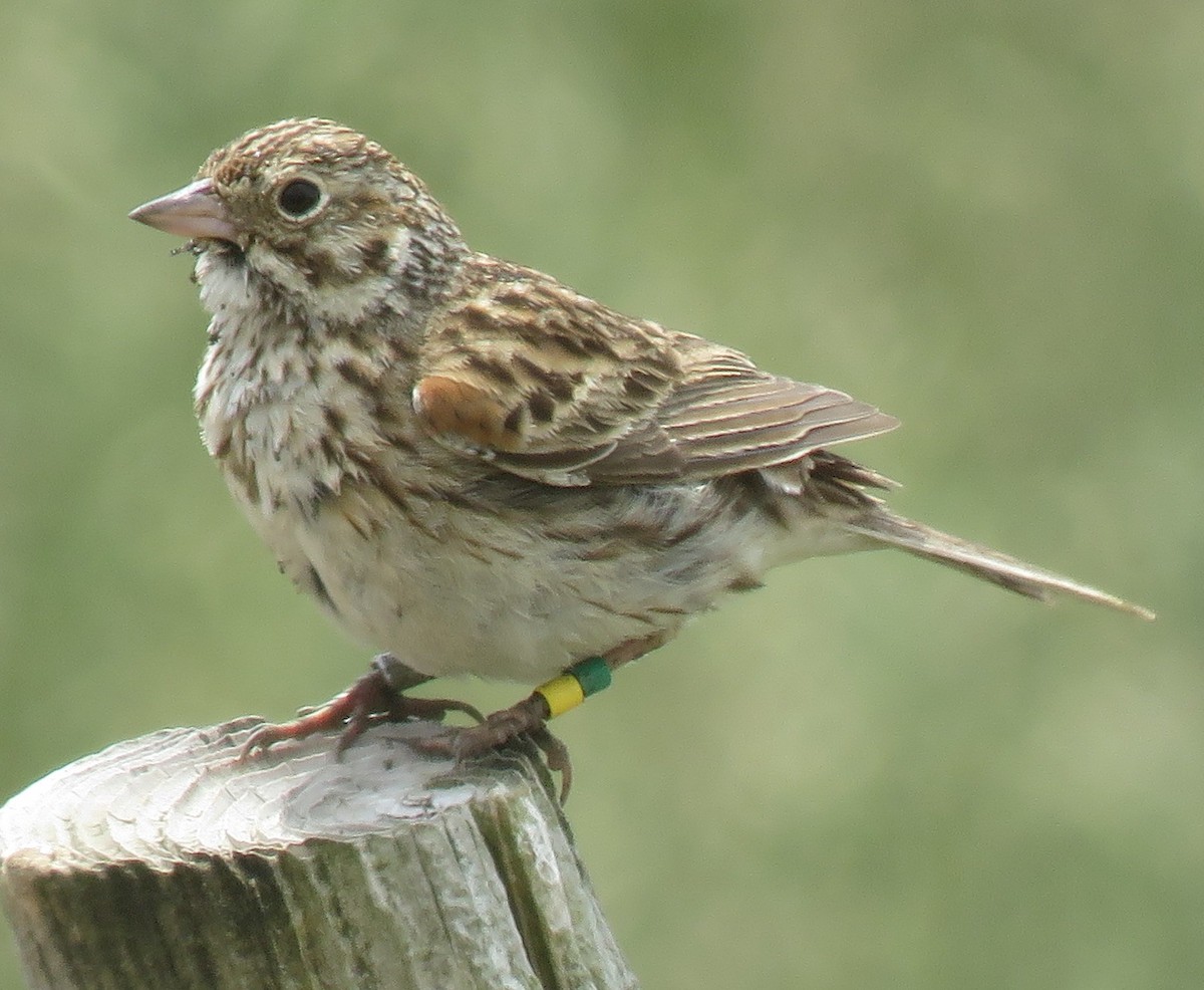 Vesper Sparrow - ML101822691