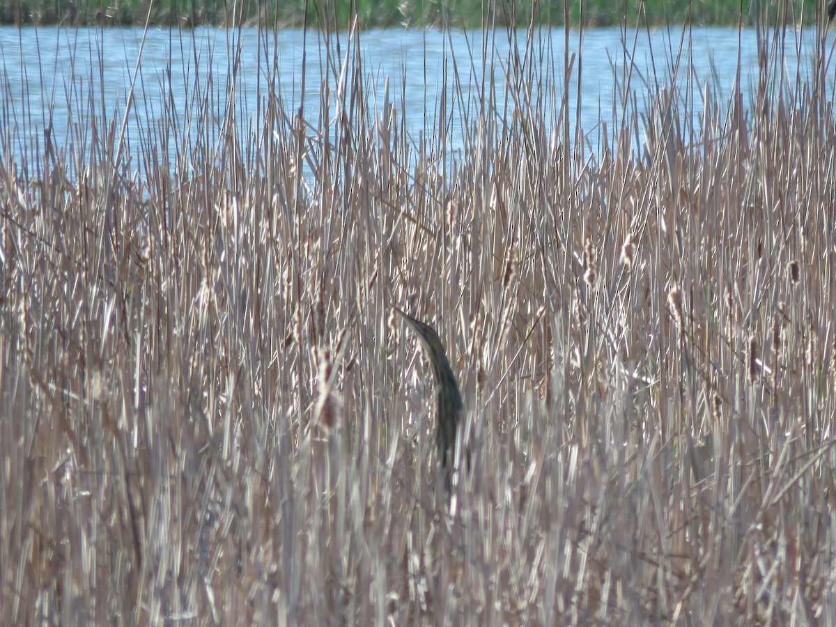 American Bittern - ML101823101