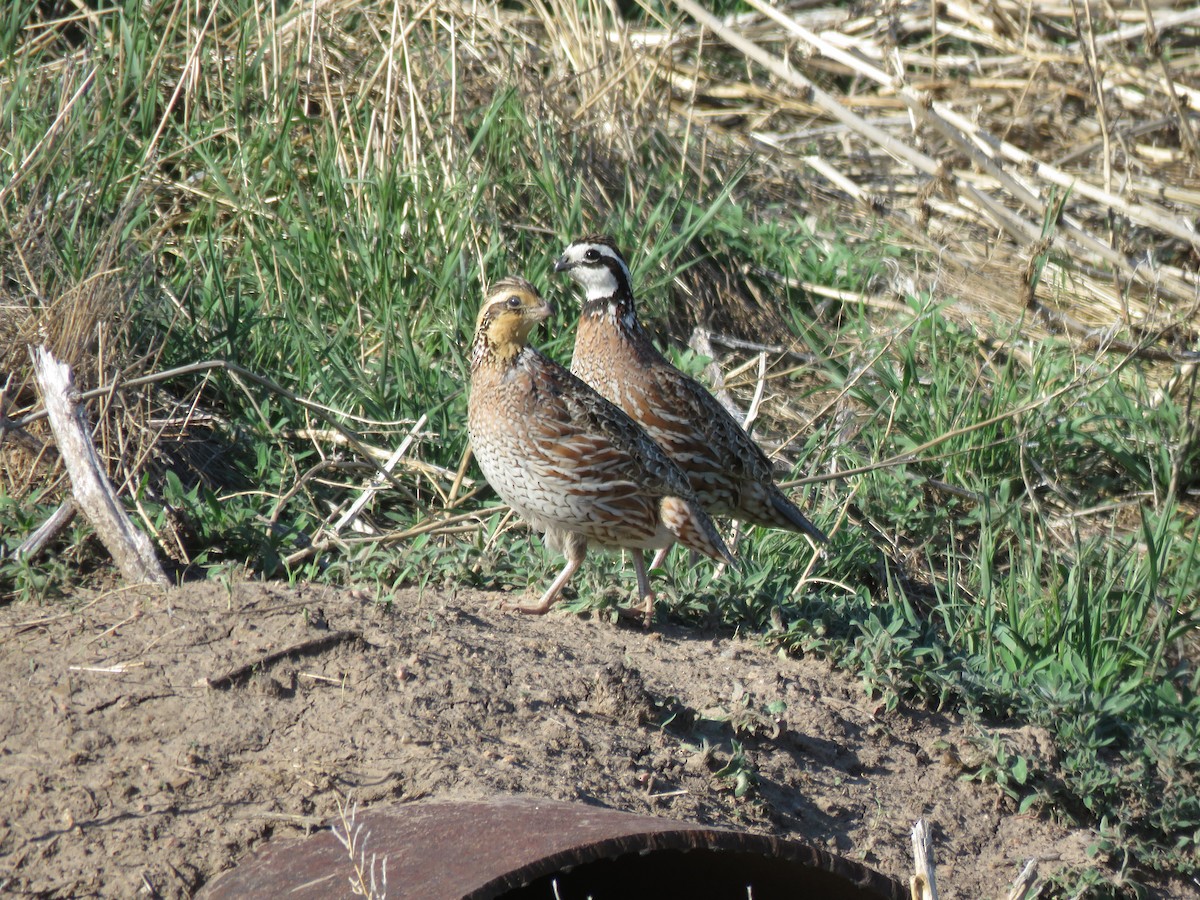 Northern Bobwhite - Kathy Carroll