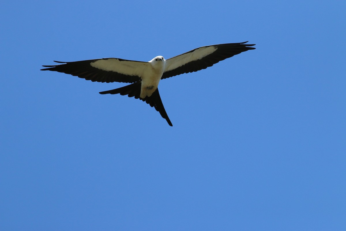Swallow-tailed Kite - ML101824881