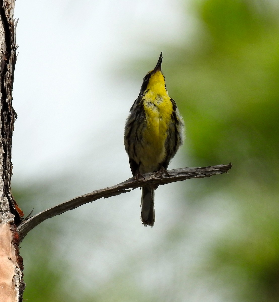 Bahama Warbler - ML101827471