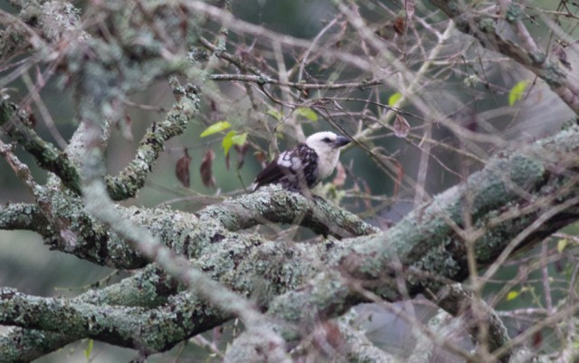 White-headed Barbet - ML101829081