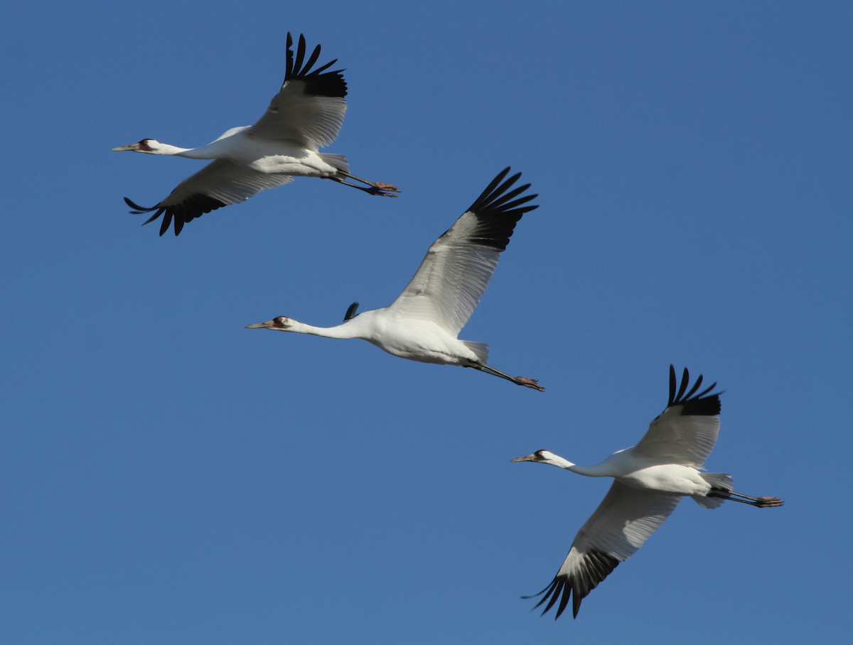 Whooping Crane - ML101832501