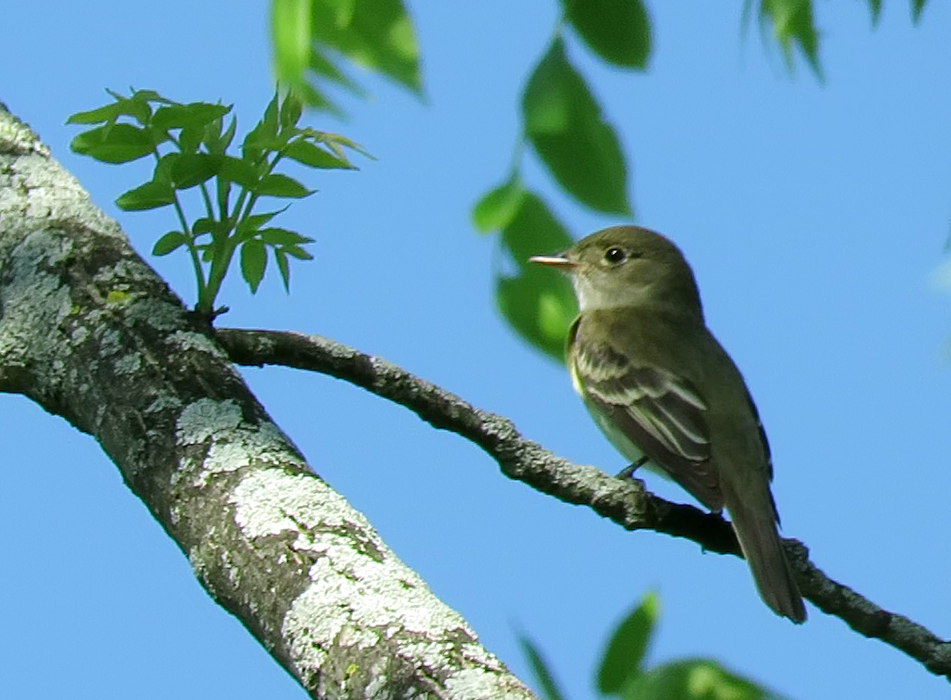 Alder Flycatcher - ML101835821