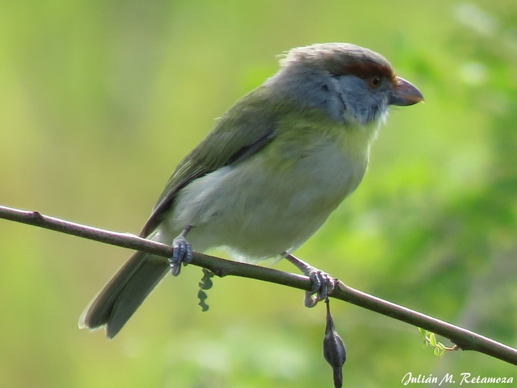 Rufous-browed Peppershrike - Julián Retamoza