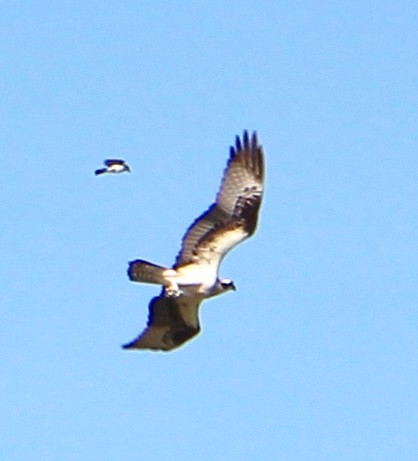 Águila Pescadora - ML101837401